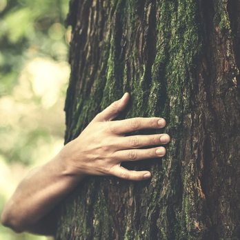 United Tree Services - Tree Services Near Me