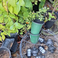 Tapia Bros Farm - Tomato plants purchased from 2026 Tomatomania event