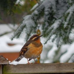 Innis Arden - A Varied Thrush, one of Innis Arden's inhabitants.
