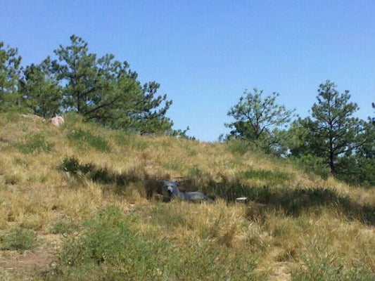 Bear Country USA by null