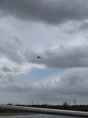 Lone Cabbage Fish Camp by null