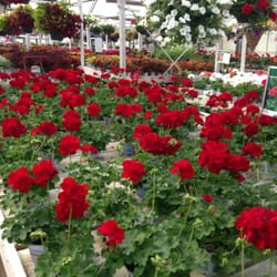 Edgerton Floral & Garden Center - Inside the green house