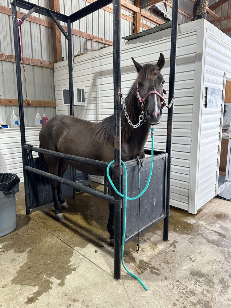 White Oak Farm - equestrian in Atoka, TN