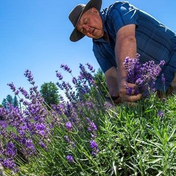 The Lavender Farm - Venues & Event Spaces Near Me - Ayr, Ontario The Lavender Farm - Venues & Event Spaces Near Me - Ayr, Ontario