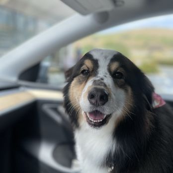 Bayside Dog Spa - Matilda after her amazing grooming experience! - Pet Groomers Near Me - Morro Bay, California