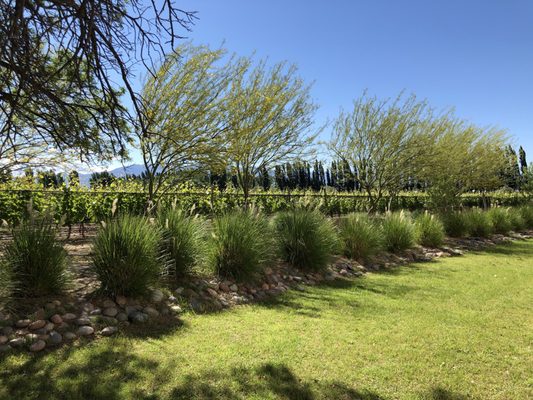 Casarena Bodega y Viñedos by null