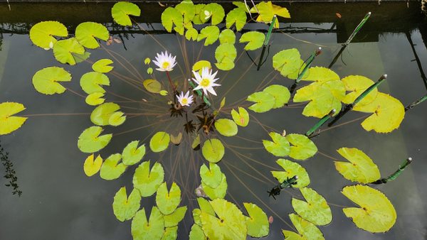 Ashikaga Flower Park by null