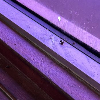 Costa Messa Restaurant - Dead fly/bugs - Mexican Near Me - McAllen, Texas Costa Messa Restaurant - Dead fly/bugs - Mexican Near Me - McAllen, Texas