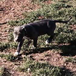 Dog Park at Doyle Park - Cute little puppy named Six having a grand ol time!