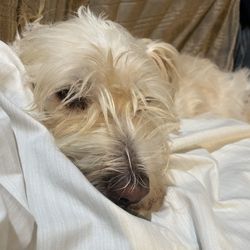 Gemcore Veterinary Services