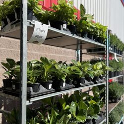 BJ's Wholesale Club