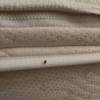 Element Lexington - Bed Bug on my hotel bed - Hotels Near Me - Lexington, Massachusetts Element Lexington - Bed Bug on my hotel bed - Hotels Near Me - Lexington, Massachusetts