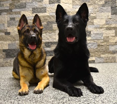 First Choice Canine 11 Scrabble Rd Brentwood Nh Pet Training