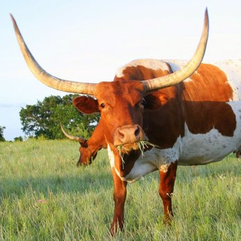 Hideaway Ranch & Refuge - Vacation Rentals Near Me - Bluff Dale, Texas Hideaway Ranch & Refuge - Vacation Rentals Near Me - Bluff Dale, Texas