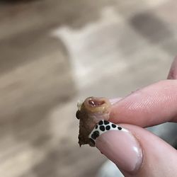 Immediately no to ALL chipotle now because what is this. it was in my boyfriends steak