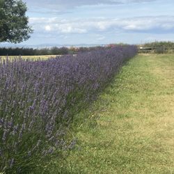 Washington Lavender Farm