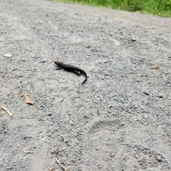 Five Brooks Camp - Rough-skinned Newt - Taricha granulosa granulosa