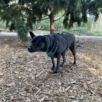 Canine Express - Dog Walkers Near Me