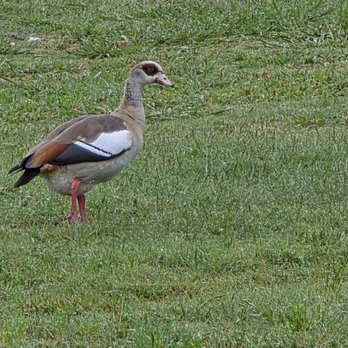 San Gabriel Park - Its sprinkling off and on so the geese are enjoying - Parks Near Me - Georgetown, Texas