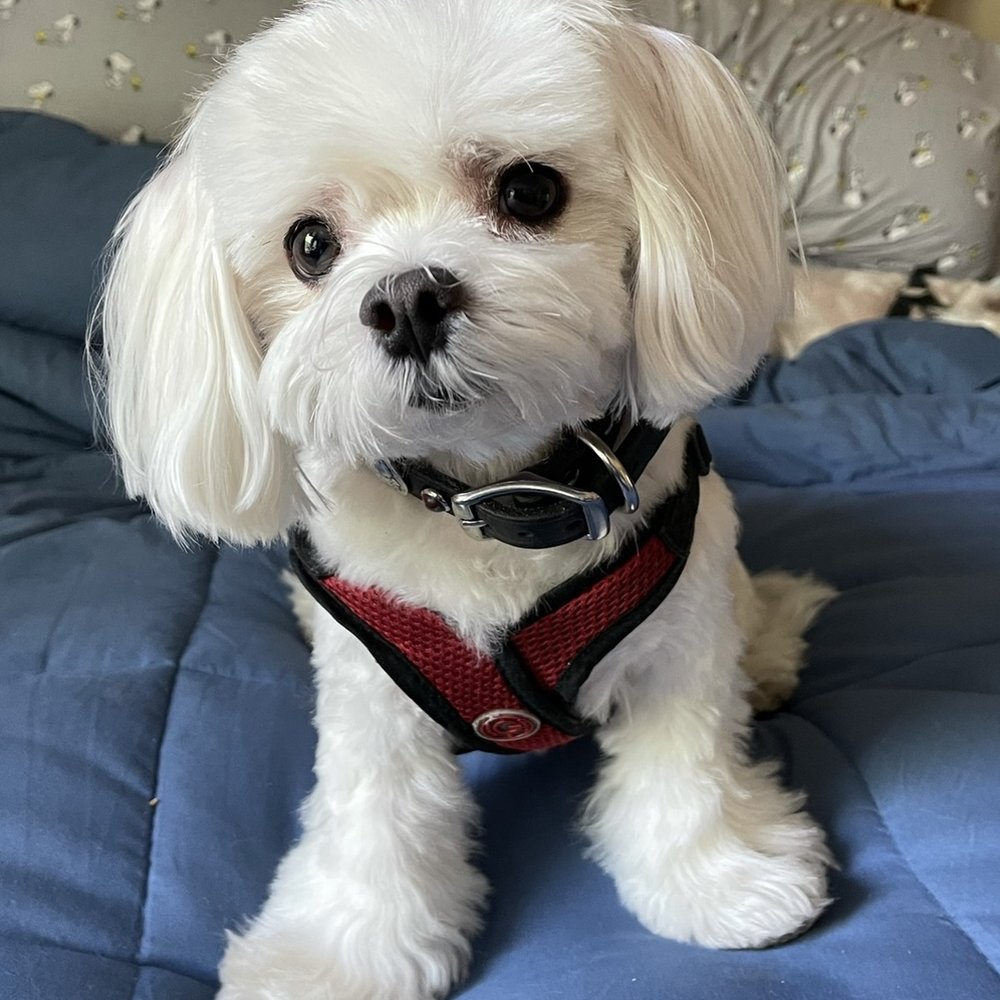 What he looked like before I took him to Petsmart What he looked like before I took him to Petsmart