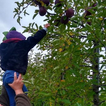 Stade's Farm & Market - Sometimes you need a little boost to pick the best apples! - Farmers Market Near Me - McHenry, Illinois Stade's Farm & Market - Sometimes you need a little boost to pick the best apples! - Farmers Market Near Me - McHenry, Illinois
