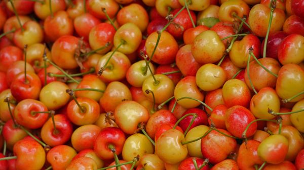 Hollywood Farmers Market by null