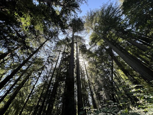 North Sonoma Mountain Regional Park by null
