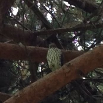 Birch Grove Park - One of two very vocal Cooper's Hawks that we spotted in the park one morning. - Parks Near Me - Newark, California