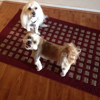 Aardbark Grooming - Ellie and Toby - Pet Groomers Near Me - Gilbert, Arizona