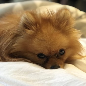 Mathews Bitsy Poms - Pet Breeders Near Me