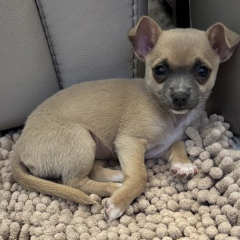 PetSmart - Mocha-cino, Chihuahua - Pet Training Near Me - Tallahassee, Florida PetSmart - Mocha-cino, Chihuahua - Pet Training Near Me - Tallahassee, Florida