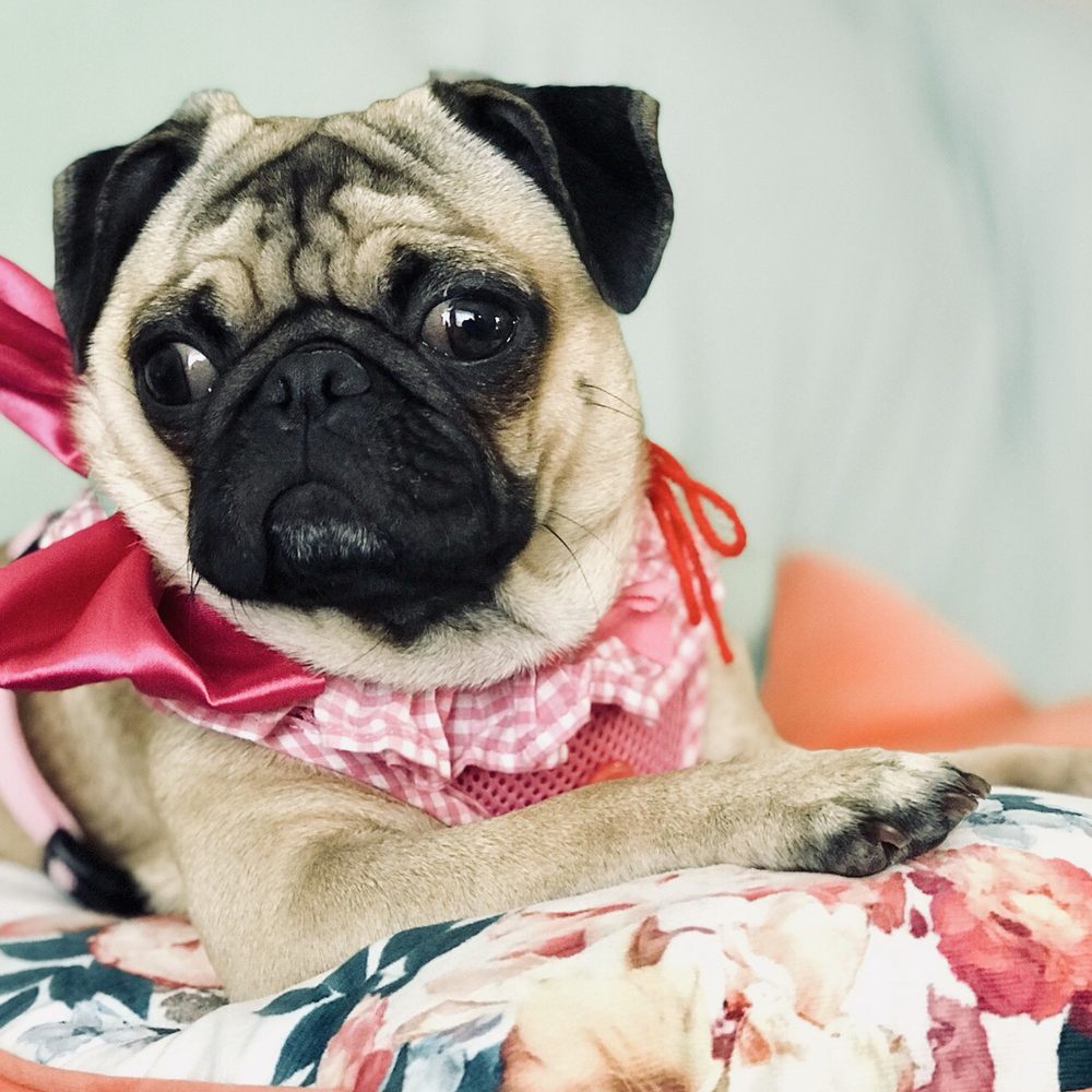 Urban Pet - Pet Groomers Near Me - Imperial Beach, California Urban Pet - Pet Groomers Near Me - Imperial Beach, California
