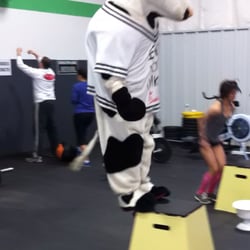 CrossFit Iconz - Cows can box Jump Too