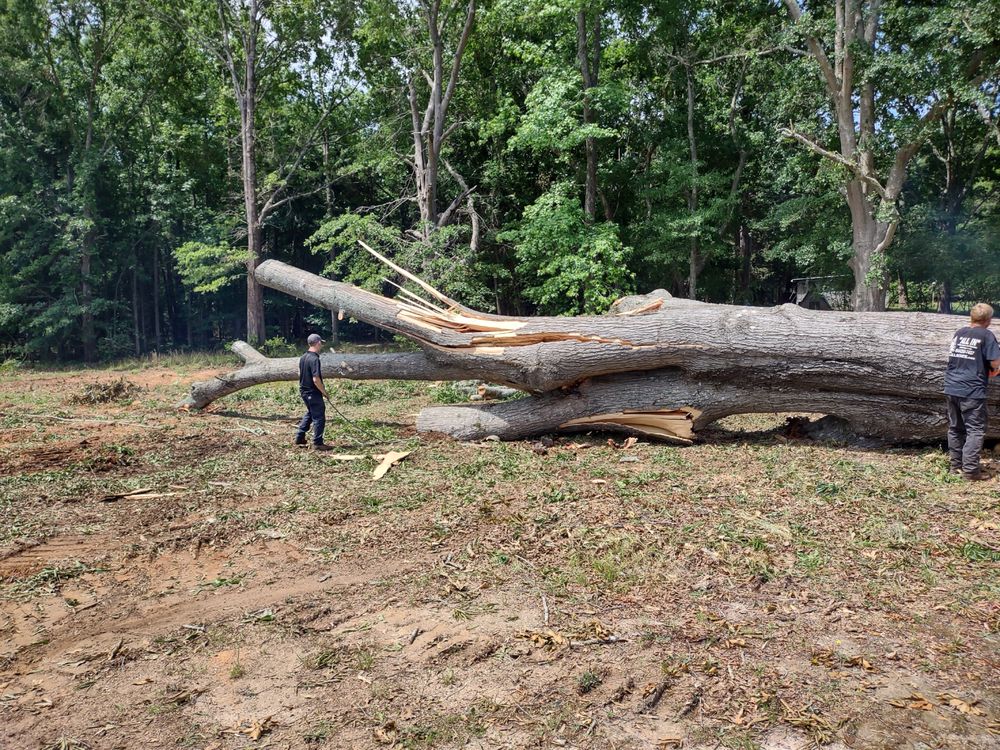 "All In" Tree and Outdoor Service - tree service in Gray Court, SC