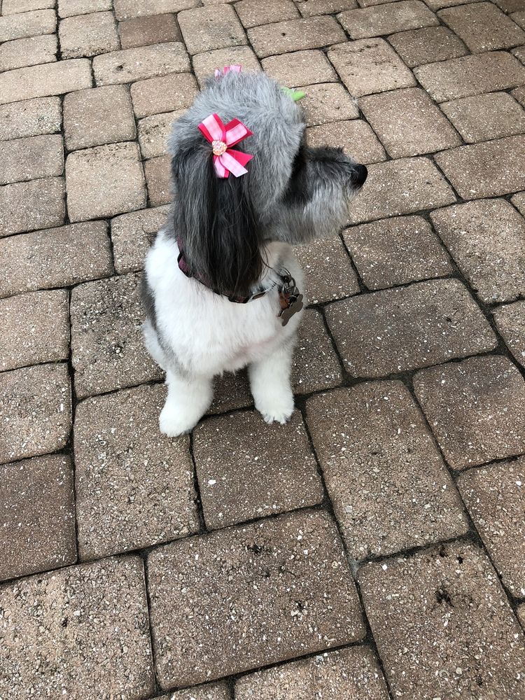 THE UPSCALE TAIL Naples, Florida Pet Groomers Phone Number Yelp