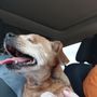 Photo of Dog N Cat Wellness Clinic