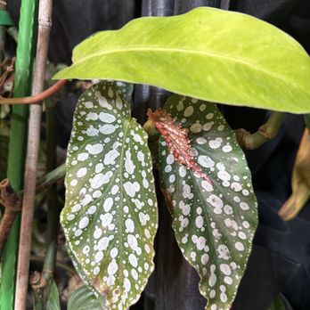 Leafy Soulmates - Nurseries & Gardening Near Me - Santa Ana, California