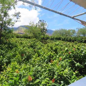 Maui Chocolate Tour - View from the chocolate tasting treehouse - Food Tours Near Me - Lahaina, Hawaii Maui Chocolate Tour - View from the chocolate tasting treehouse - Food Tours Near Me - Lahaina, Hawaii
