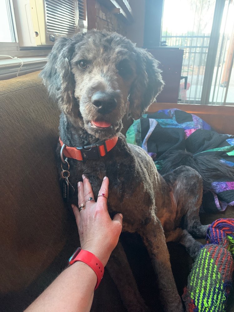 ALL 4 PAWZ Updated August 2024 104 Photos 1757 Hudson River Rd NE