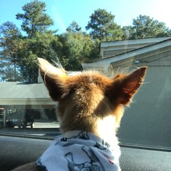 Five Star Dog Resort - Sayin' bye to spa day.
