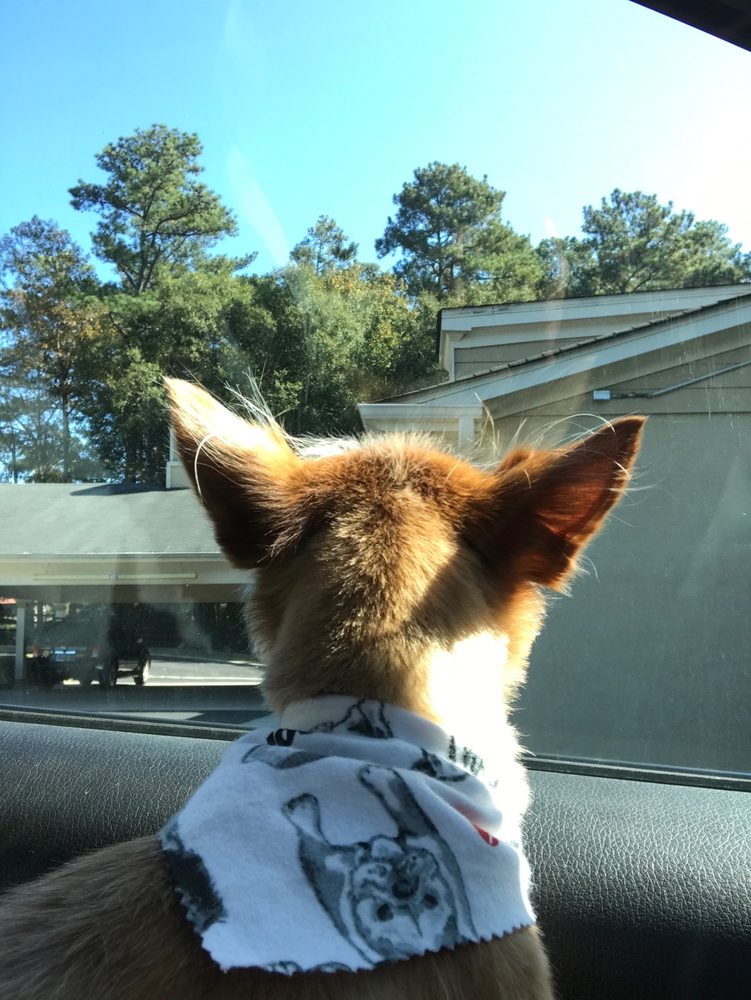Five Star Dog Resort - pet boarding facility in Alpharetta, GA