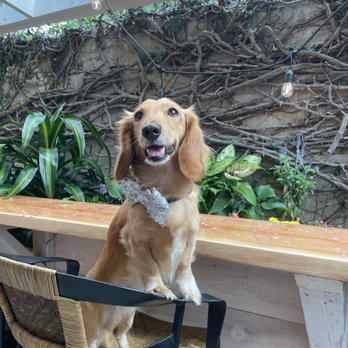Rise & Grind Coffee Bar - Outside seating area - Cafes Near Me - Kailua, Hawaii Rise & Grind Coffee Bar - Outside seating area - Cafes Near Me - Kailua, Hawaii