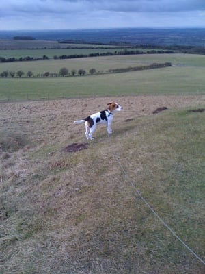 Uffington Castle by null