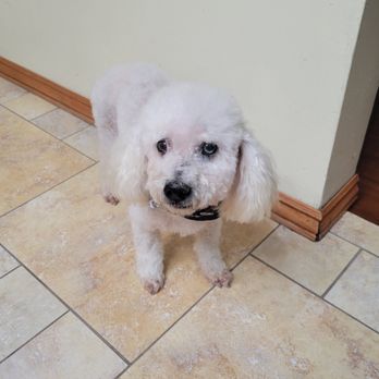 Looking Pawtastic - Pet Groomers Near Me
