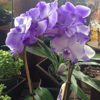 Westerlay Orchids - Unique colors - Nurseries & Gardening Near Me - Carpinteria, California