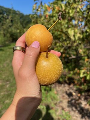 Indian Creek Farm by null