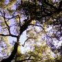 Photo of Manny's Gardening Pruning & Tree Care