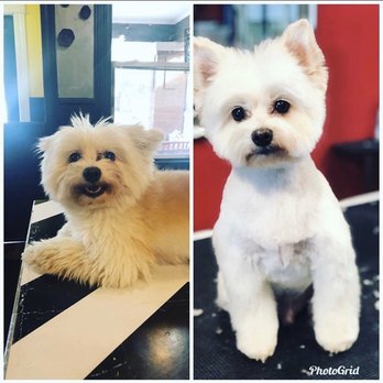 Praise the Paw - Before and after! - Pet Groomers Near Me - Denver, Colorado