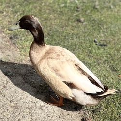 Regional Park - Love the ducks!