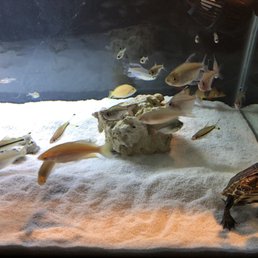Fish turtle Fish turtle